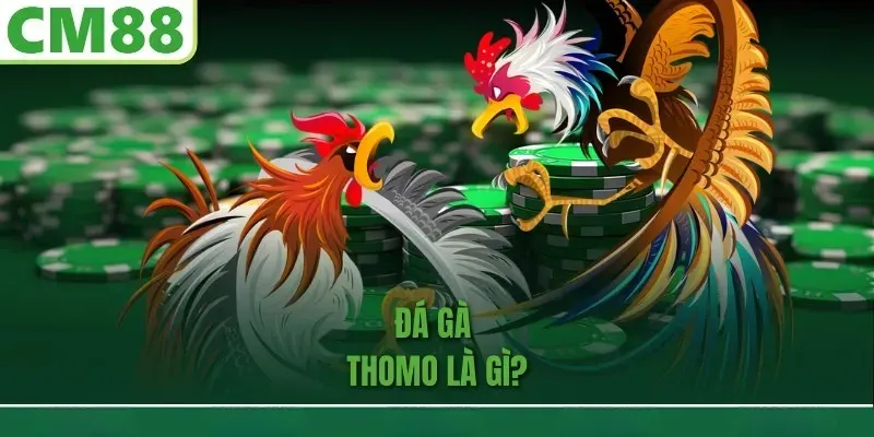 Đá gà Thomo là gì?